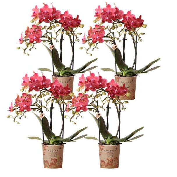 SET von 4 Schmetterlingsorchideen Kongo, Farbe Orange, blühende Zimmerpflanze, Phalaenopsis-Orchideen, Topfgröße Ø9cm
