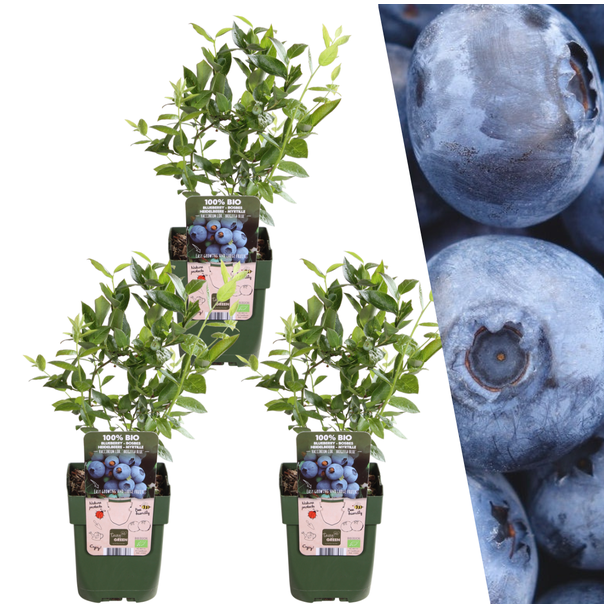 Die Blaue Heidelbeere, 3 Stück, Obststrauch, Vaccinium corymbosum Ø 13 cm - ↨ 20 cm