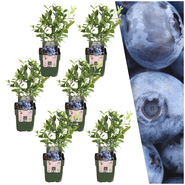 Die Blaue Heidelbeere, 6 Stück, Obststrauch, Vaccinium corymbosum, Heidelbeerpflanzen BIO - Ø 13 cm - ↨ 20 cm
