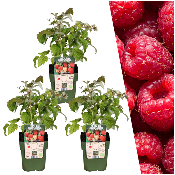 Himbeersträucher, 3 Stück, biologisch, Fruchtfarbe rot, Rubus idaeus - Ø 13 cm - ↨ 20 cm