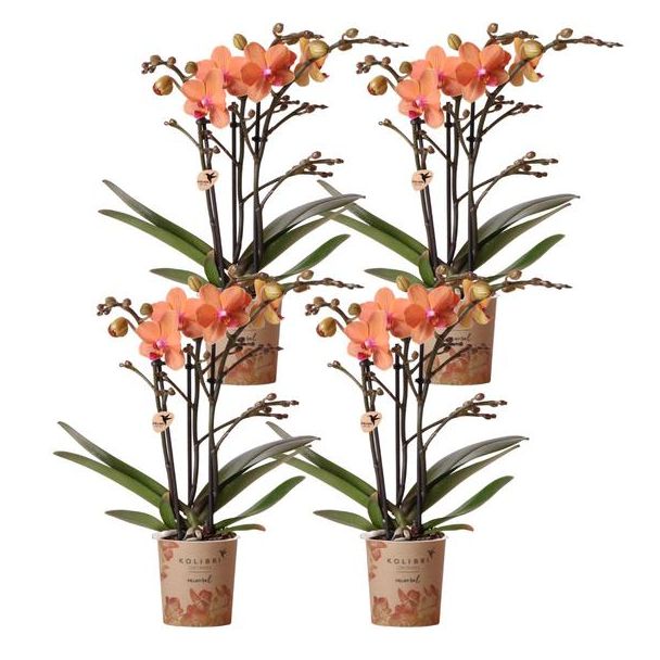 SET von 4 Schmetterlingsorchideen Bolzano, Farbe Orange, Blühende Zimmerpflanze, Phalaenopsis-Orchideen, Topfgröße Ø9cm