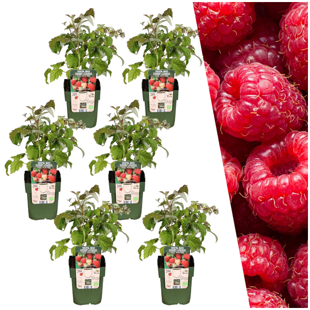 Himbeerpflanzen, 6 Stück, Biologisch, Fruchtfarbe Rot, Obststräucher, Rubus idaeus - Ø 13 cm - ↨ 20 cm
