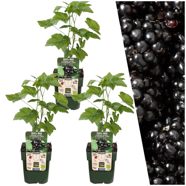 Pflanzenset von 3 Rubus fruticosus - Biologische Brombeerpflanzen - Beerensträucher