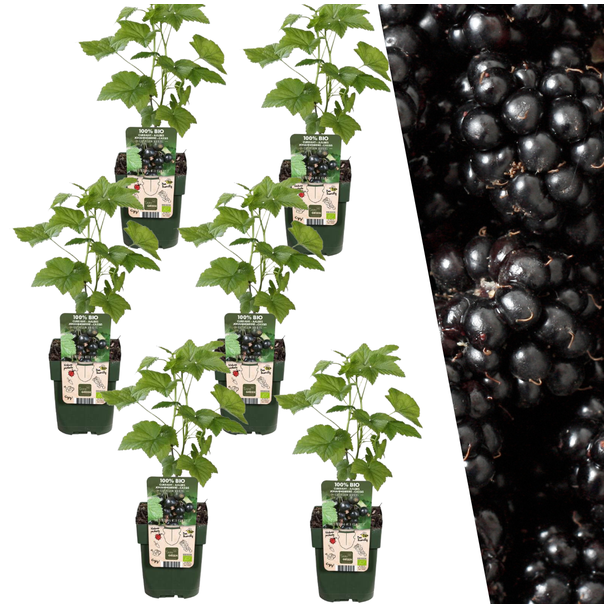 Pflanzenset von 6 Rubus fruticosus - Biologische Brombeerpflanzen - Barmenstruppen