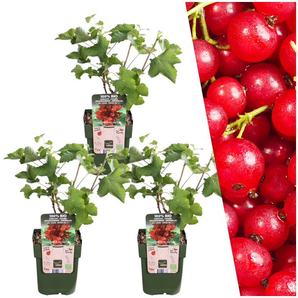 3 Stück - Biologische Johannisbeersträucher - Ribes rubrum - Ø 13 cm - ↨ 20 cm