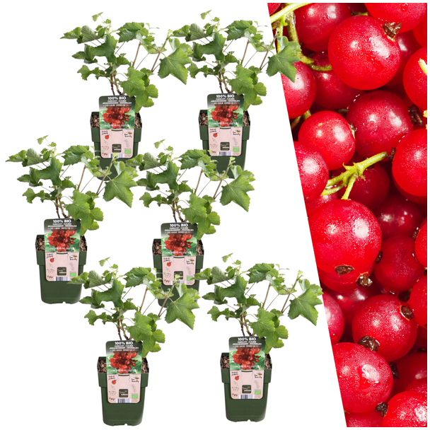 6 Stück - Biologische Johannisbeersträucher - Ribes rubrum - Ø 13 cm - ↨ 20 cm