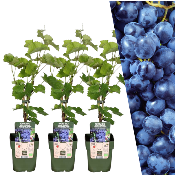 3x Biologische Weinreben - Weinsträucher - Vitis vinifera - blaue Trauben