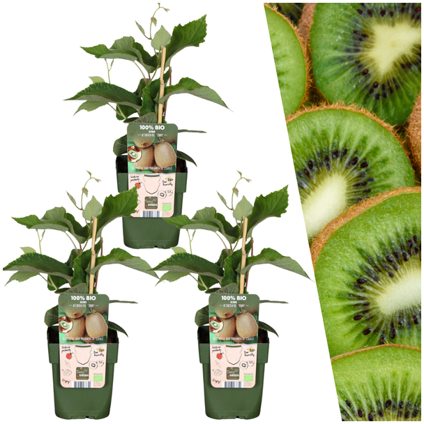 3 Stück 100% biologische Kiwi-Pflanzen, für deinen Garten, Ø 13 cm - ↨ 20 cm