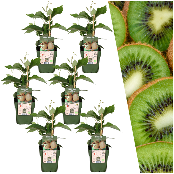 6 Stück 100% biologische Kiwi-Pflanzen, für deinen Garten, Ø 13 cm - ↨ 20 cm