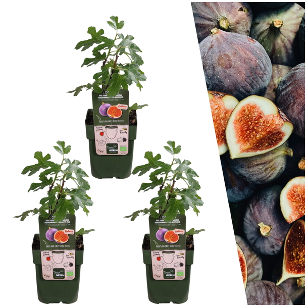 3 Stück Feigenbaum, Mediterran, Exotisch, Obstbaum, Fruchtfarbe Dunkelviolett bis Schwarz, Biologisch, Ficus Carica - Ø 13 cm - ↨ 20 cm