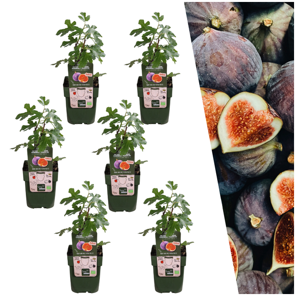 Feigenbaum, 3 Stück, Mediterran, Exotisch, Obstbaum, Fruchtfarbe Dunkelviolett bis Schwarz, Biologisch, Ficus Carica - Ø 13 cm - ↨ 20 cm