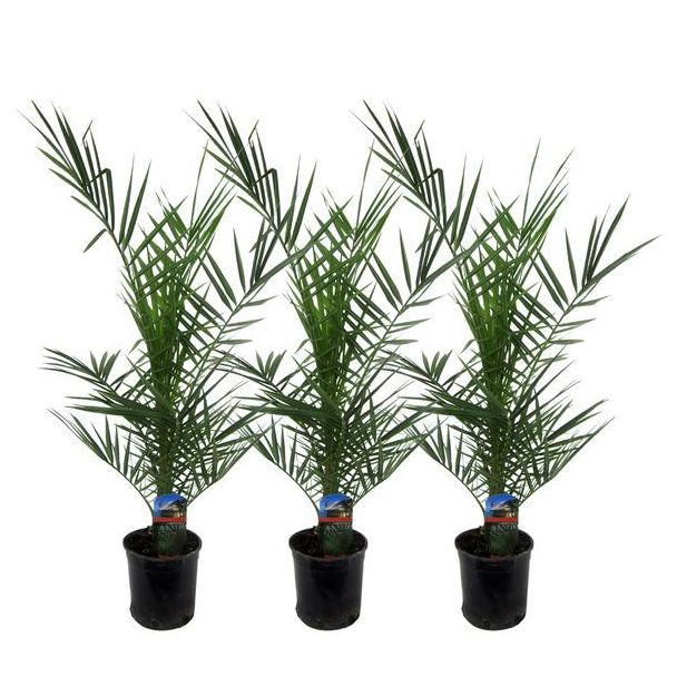 Set aus drei Kanarischen Dattelpalmen, 3x Phoenix canariensis von ca. 80 cm hoch, Ø15