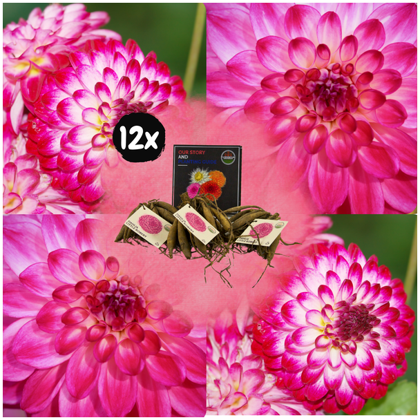 Dahlie Little Robert, 12 Stück, Farbe Magenta mit Weiß, runde und gekräuselte Blütenblätter, Blumenzwiebeln, Flowerbulbs Amsterdam