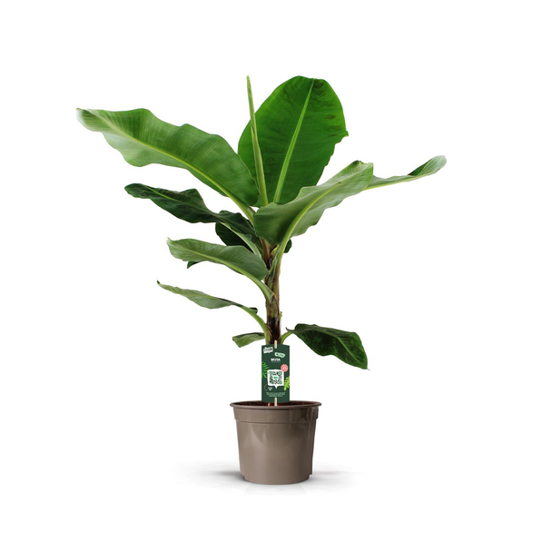 Bananenpflanze (Musa) - Exotische Zimmerpflanze - 140 cm hoch - Ø27 cm