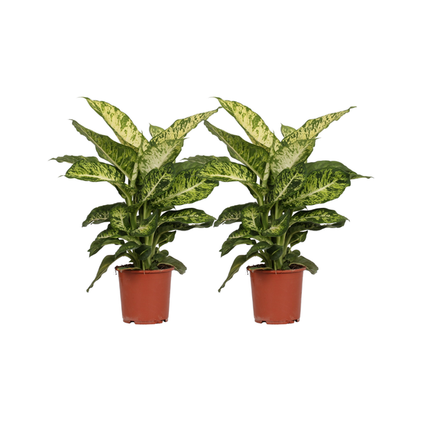 Zimmerpflanze, 2 Stück, Buntblättrig (Grün, Creme), Dieffenbachia Mars - Ø17cm - ↕50cm