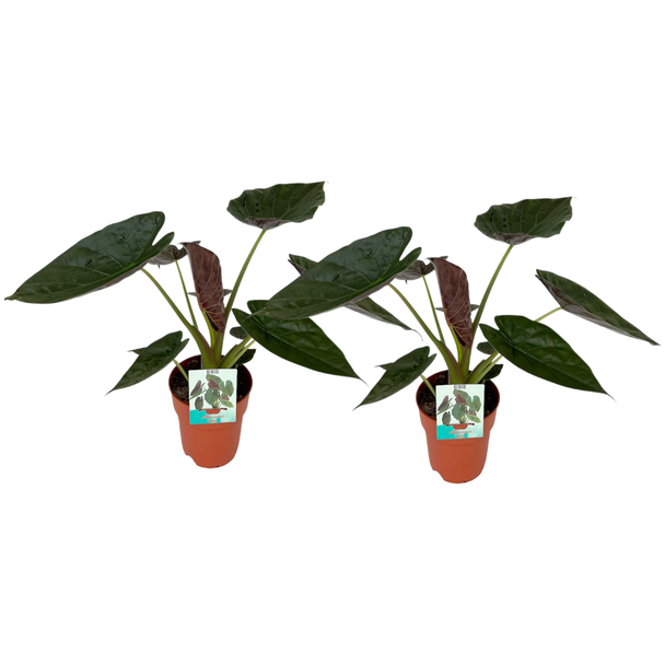 2 Stück, Elefantenohr, Alocasia Wentii, Tropisches Aussehen, Besonderes Blatt, Ø19cm - ↕85cm