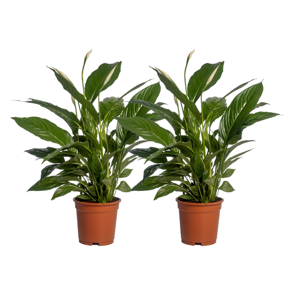 2 Stück - Der Löffelblatt oder Die Friedenslilie, Bekannt für seine Weißen Blüten, Spathiphyllum Vivaldi - Ø17cm - ↕70cm