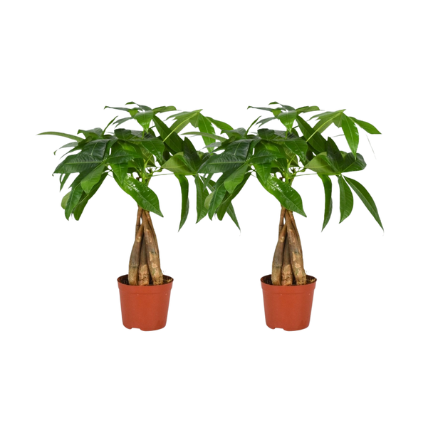 Geflochtener Stamm der Pachira aquatica - 2 Stück - Ø12cm - ↕35cm