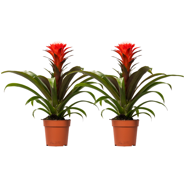 2 Stück Guzmanie Hope - Rot - Ø12cm - ↕40cm