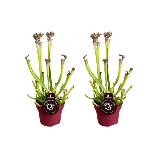 2 Stück fleischfressende Pflanzen Sarracenia Farnhamii / Becherpflanze - Ø12cm - ↕40cm