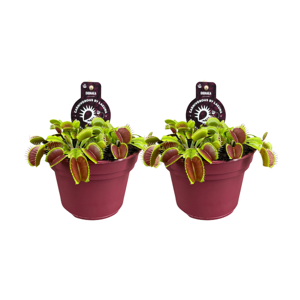 2 Stück Venusfliegenfalle - fleischfressende Pflanze - Dionaea muscipula - Ø12cm - ↕12cm