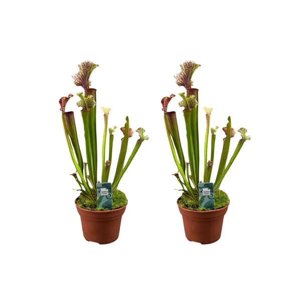 2 Stück - "Becherpflanze 'Judith Hindle'" - fleischfressende Pflanze Sarracenia - - Ø12cm - ↕30cm