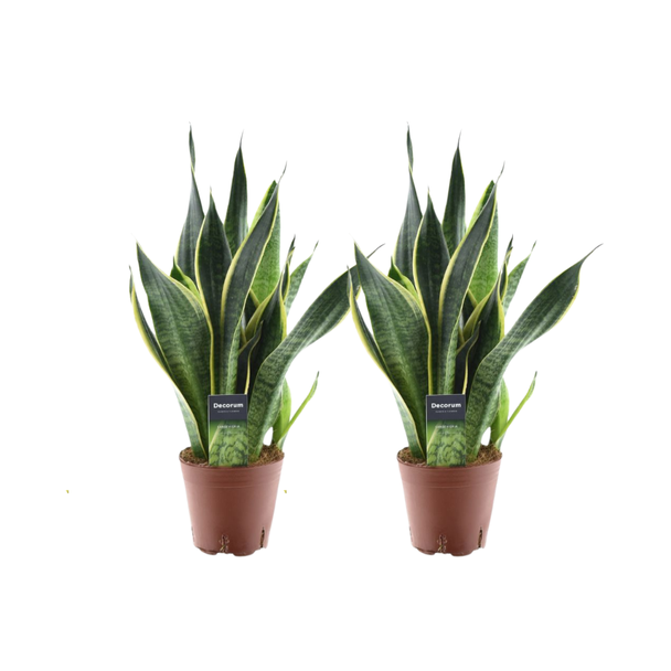 2 Stück Schwiegermutterzunge, Sansevieria Futura Superba - Ø14cm - ↕45cm