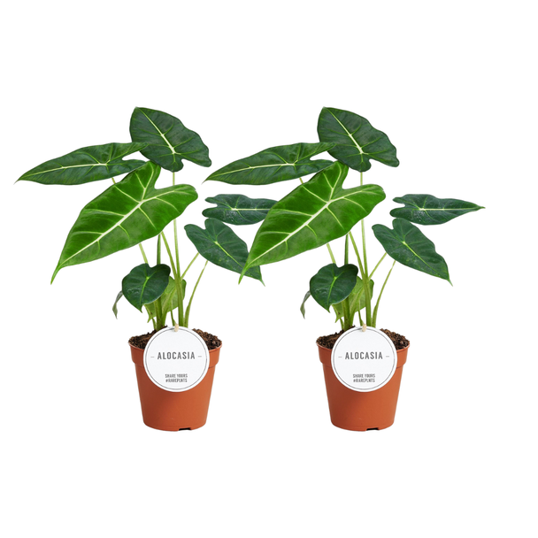 2 Stück - Alocasia Zebrina / Frydek - Ø12cm - ↕35cm - tropische Zimmerpflanze - herzförmige Blätter