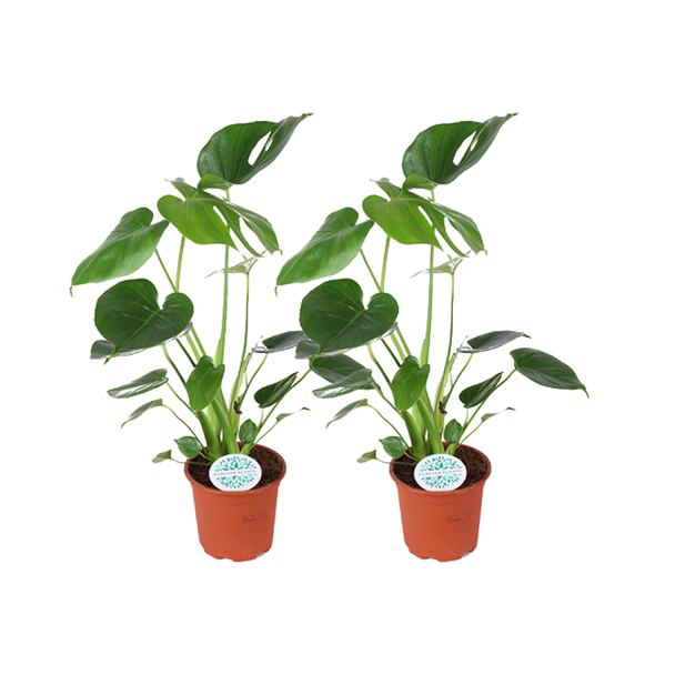 2 Stück Fensterblatt (Monstera Deliciosa) - Ø14cm - ↕45cm