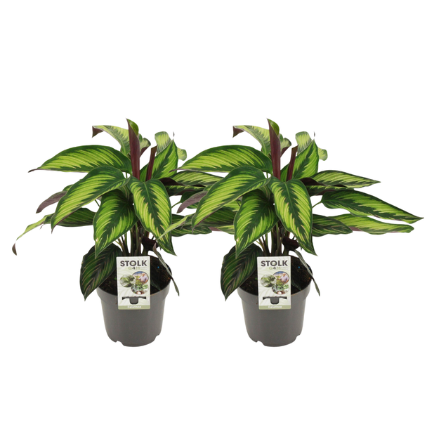 2 x Königliche Kalathea (Majestica Princeps) - Ø14cm - ↕45cm