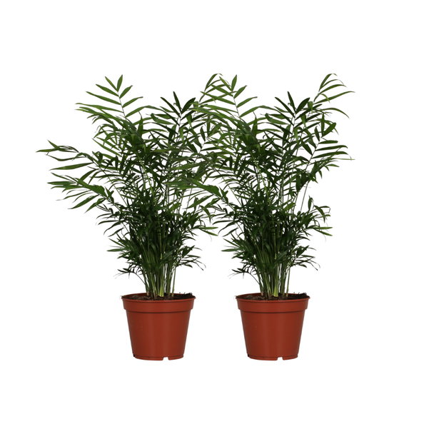 Mexikanische Zwergpalme, 2 Stück, Zimmerpflanze, Palme, Chamaedorea elegans - 2 Stück - Ø17cm - ↕55cm