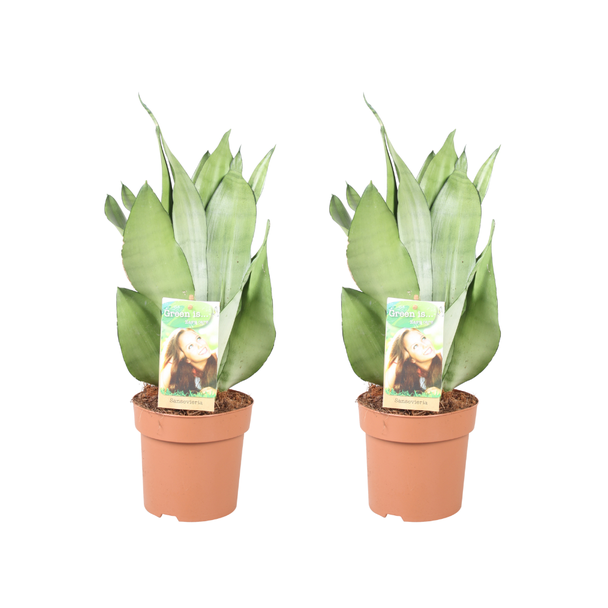 Schwiegermutterzunge, Silberblatt, Sansevieria Moonshine - 2 Stück - Ø14cm - ↕40cm