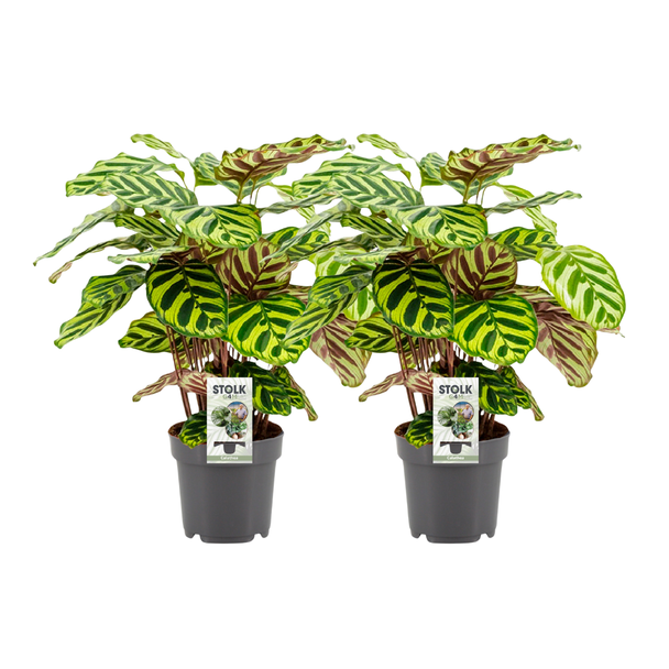 zwei Stück Pfauenpflanze (Calathea) Makoyana - Ø14cm - ↕45cm