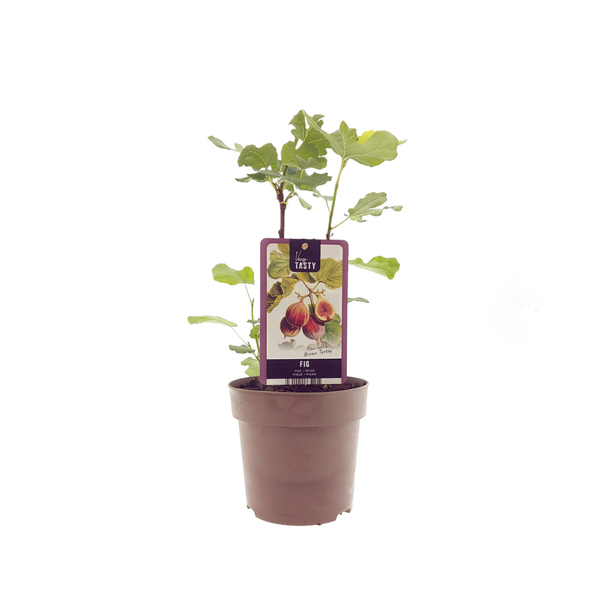 Feigenbaum, Mediterran, Exotisch, Obstbaum, Fruchtfarbe Braunviolett, Ficus Brown Turkey - Ø15cm - ↕40cm