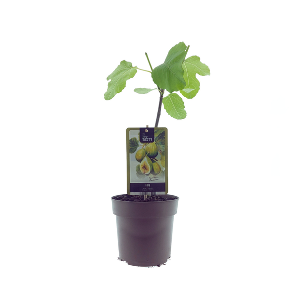 Feigenbaum, Mediterran, Exotisch, Obstbaum, Fruchtfarbe Grün mit Gelb, Ficus Panachee - Ø15cm - ↕40cm