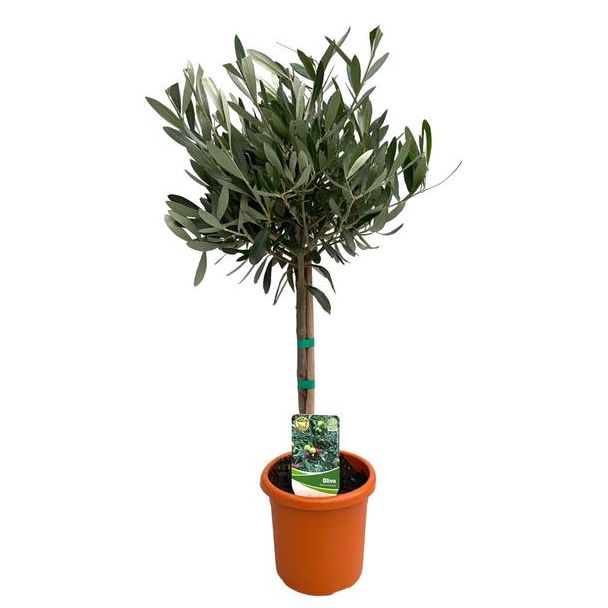 Der Olivenbaum auf Stamm, Creme/Weiße Blüten, Olivenfrüchte, Mediterrane Pflanzen, Balkonpflanzen, Terrassenpflanzen, Olea Europaea auf Stamm - 2 Stück - Ø15cm - ↕60cm