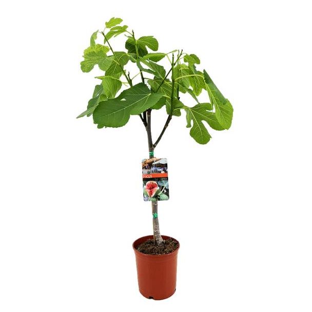 Feigenbaum, Mediterran, Exotisch, Obstbaum, Fruchtfarbe Dunkelviolett bis Schwarz, Ficus Carica - Ø17cm - ↕80cm