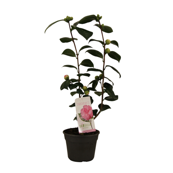 Kamelie japonica, Gartenpflanze, Strauch, Beetpflanze, Farbe Rosa, Camellia japonica Bonomiana 15 cm - 2 Stück - Ø15 cm - ↕50 cm