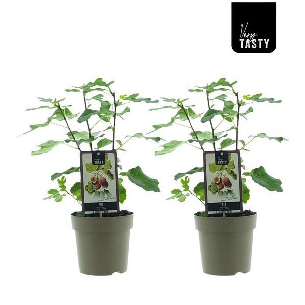 Feigenbaum, Mediterran, Exotisch, Obstbaum, Farbige Frucht grünlich mit hellgelbem Farbton, Ficus Precose De Dalmatie - Ø15cm - ↕40cm