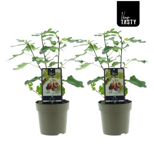 2 Stück Feigenbaum, Mediterran, Exotisch, Obstbaum, Fruchtfarbe Braunviolett, Ficus Brown Turkey - Ø15cm - ↕40cm