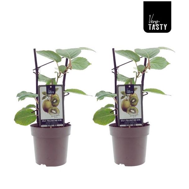 2 stuks kiwiplanten zelfbestuivend - Ø15cm - ↕40cm (Actinidia Jenny)