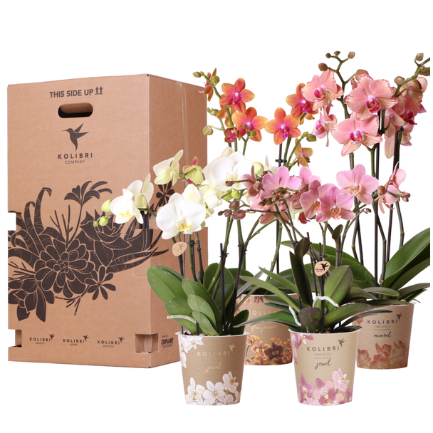 Überraschungsbox, bestehend aus 4 Schmetterlingsorchideen zum Preis von 3 Stück, Topfgröße 12 cm.