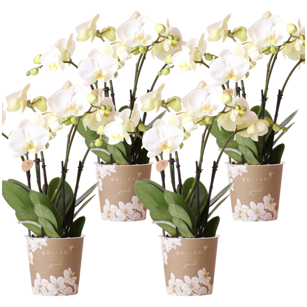 SET von 4 Schmetterlingsorchideen Gent, Farbe Weiß, Blühende Zimmerpflanze, Phalaenopsis-Orchideen, Topfgröße Ø12cm