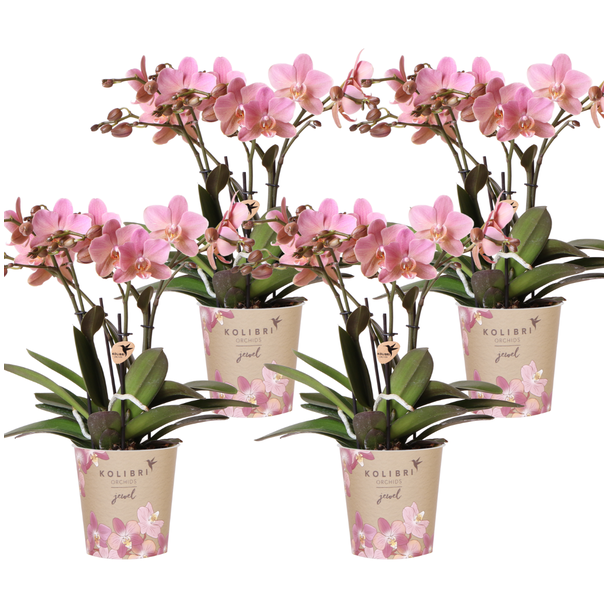SET von 4 Schmetterlingsorchideen Treviso, Farbe Altrosa, Blühende Zimmerpflanze, Phalaenopsis-Orchideen, Topfgröße Ø12cm