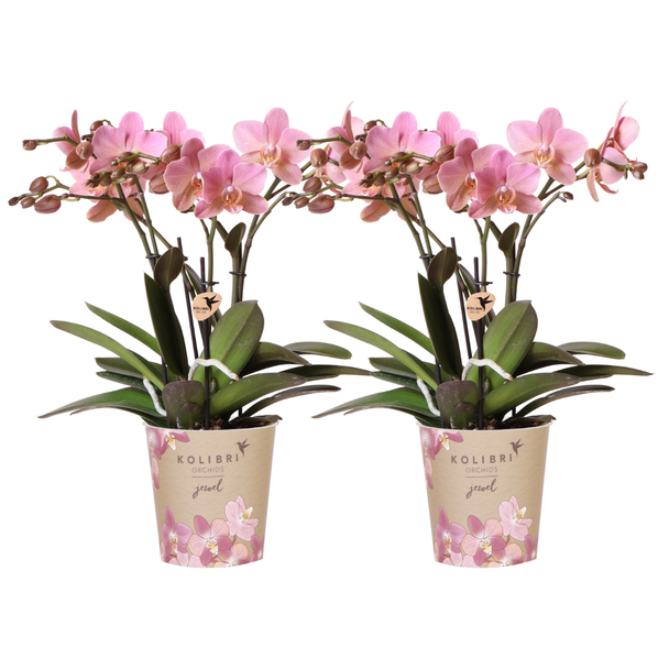 SET von 2 Schmetterlingsorchideen Treviso, Farbe Altrosa, blühende Zimmerpflanze, Phalaenopsis Orchideen, Topfgröße Ø12cm