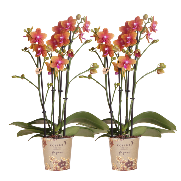 SET von 2 Schmetterlingsorchideen, Herrlich Duftend, Farbe Orange, Blühende Zimmerpflanze, Phalaenopsis Orchideen, Topfgröße Ø12cm