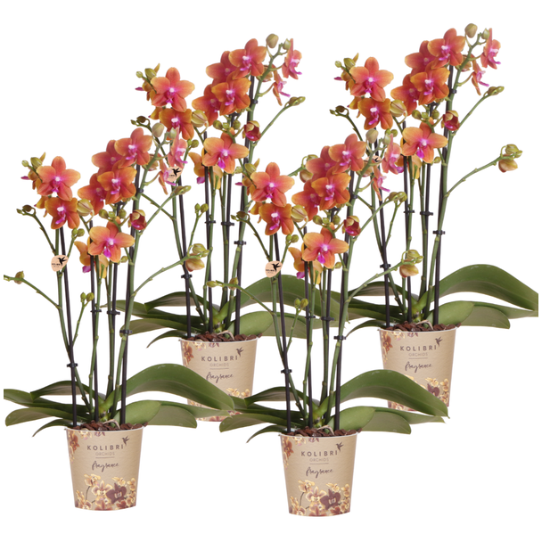 SET von 4 Schmetterlingsorchideen, Herrlich Duftend, Farbe Orange, Blühende Zimmerpflanze, Phalaenopsis Orchideen, Topfgröße Ø12cm