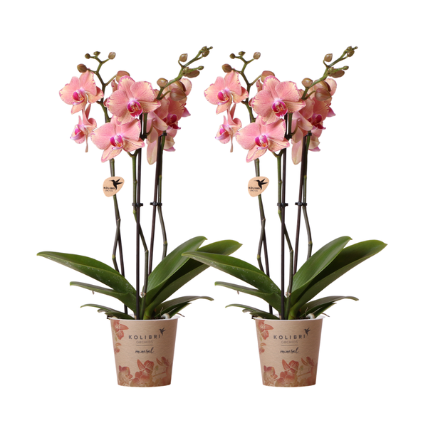KOMBI-ANGEBOT von 2 Schmetterlingsorchideen Jewel Pirate Picotee, Farbe Orange/Rosa, Blühende Zimmerpflanze, Phalaenopsis-Orchideen, Topfgröße Ø12cm