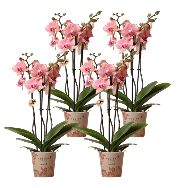 KOMBI-ANGEBOT! 4 Schmetterlingsorchideen Jewel Pirate Picotee, Farbe Orange/Rosa, blühende Zimmerpflanze, Phalaenopsis-Orchideen, Topfgröße Ø12cm