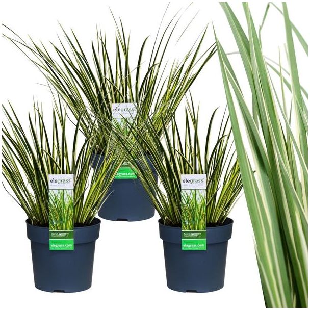 Buntblättriger Kalmus, Ziergras, 3 Stück, Farbe Creme mit Grün, Topfpflanze, Acorus gramineus Ogon - Ø 14 cm - ↨ 30 cm
